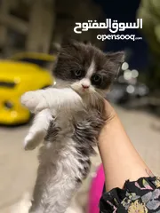  7 سكوتش مكس راقدول مهجنيين باي كلار