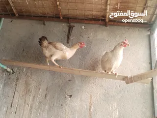  1 اعاده نشر بسبب الوعود الكاذبه تفاصيل بالوصف