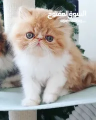  5 Persian Kitten for Adoption