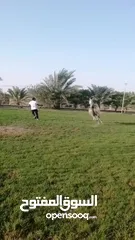  2 مهره عربي