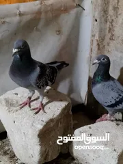  4 مكاني بصره ابو الخصيب