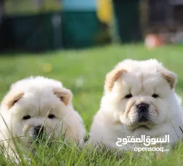  4 chow chow Puppies for sell