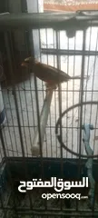  4 جوز شغلات بصلاة على النبي فحل سكني أبو فراخ وطيره نحاسي مقنبره