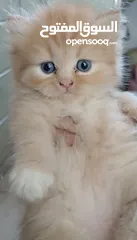  1 قطط فارسي بيور نقي للبيع