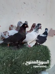  5 اقرا الوصف الرجاء تواصل على الدردشه الخط مفصول