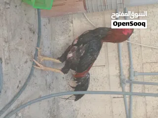  8 Pakistani rooster