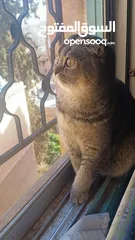  5 سكوتش فولد scottish fold