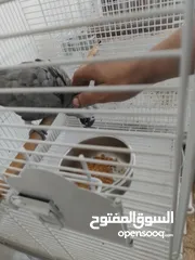  4 ببغاء ريش تام،مروض