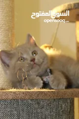  2 Scottish kittens سكوتش