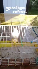  8 جوز ببغاء كوكتيل