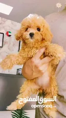  2 toy poodle
