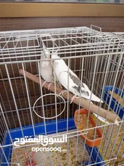  2 كوكتيلات منتجات للبيع