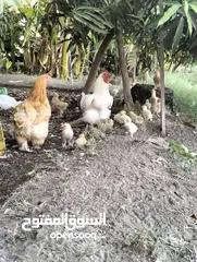  8 دجاج كوشن للبيع
