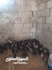  7 فراخ دجاج بلدي للبيع