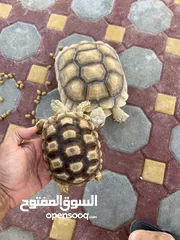  2 Sulcata tortoise