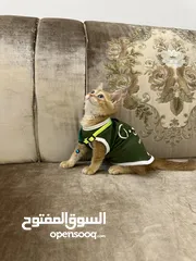  2 ذكر سكوتش ستريت