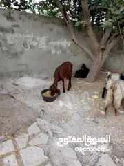  7 غنم سواد نخب