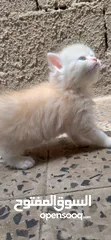  2 قطط شيرازي اصل للبيع العمر شهر