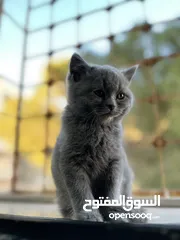  4 قط سكوتش ميكس بريتش