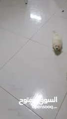  18 انثى فرنش تيرير عمر شهرين   puppy 2-months female - French Terrier