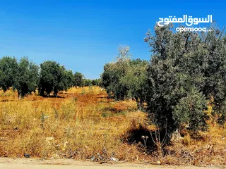  2 ارض زراعية ،مشجرة زيتون للبيع،ابسر ابو علي