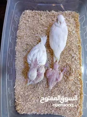  16 يتوفر ببغاء اليف زق يدوي  لوري اليف قرين شيك الي كوكتيل اليف  دره اليف  روز اليف  فشر اليف  حب اليف