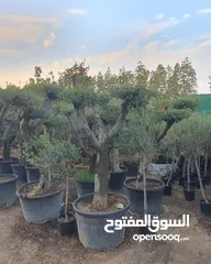  9 washingtonia palms , Date palms of all sizes available with delivery and planting in uae