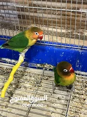  2 جوزين فرشر  .جوز حب
