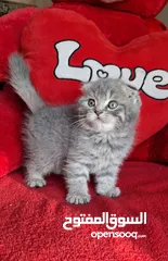  5 Scottish fold kittens سكوتش فولد