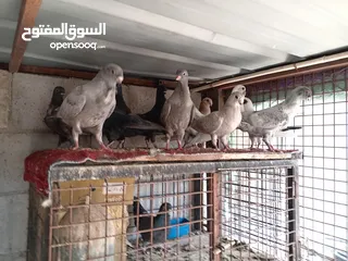  9 13 او 14فرخ مش متأكد منهم خوان