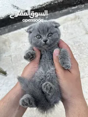  5 قطط سكوتش فولد بيور عمر شهر ونص