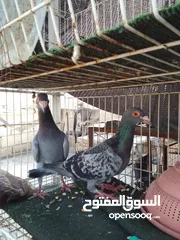  3 جواز بسعر الحرق كله شغال الجوز ب6 دنانير
