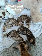  3 Bengal kittens