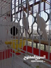  2 جوز كوكتيل ذكر البينو عين اسود انثى ازبل مع القفص كوخ تحتهم بيض عدد3سعرهم 60اخرهم