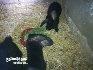  11 أرانب بابيون سلالة صافيه 100%ألوان ساده للبيع