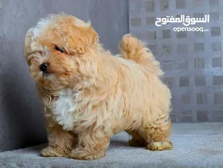  4 جراء مالتيبو مستوى عالمي maltipoo