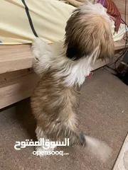  1 كلب شيتزو ،Shihtzu puppies pure