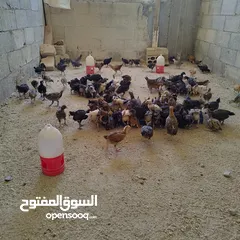  1 صيصان بلدي