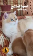  27 High-level British Shorthair kittens with pedigree