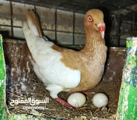  11 حمام الماني نخب جواز وفردات