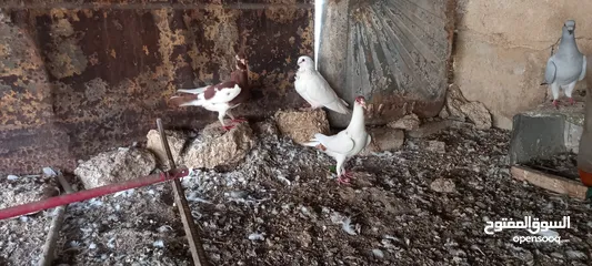  2 جواز حمام شغاله  للبيع  الكوم  17 حبه سعر الحبه دينارين من الاخر
