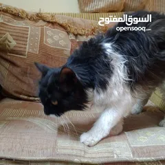  6 قطه ذكر نوع بيرشن اليف ترب