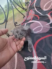  2 Persia  small catten