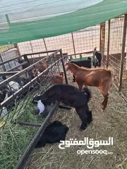  17 للبيع طليان ورخال حرية وتيوس وجفار عواض للمناسبات