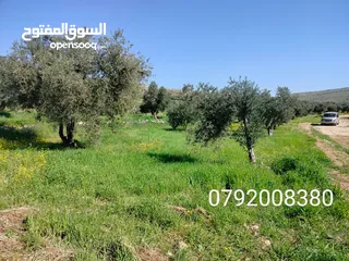  23 مزرعه  6 دونمات ب اقل سعر بلمنطقه 38 الف دحل جرش