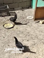  4 دجاج عرب للبيع