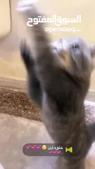  2 قط للبيع  سكوتش فولد ذكر