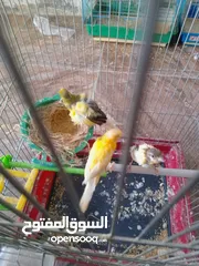  1 جوز نخب اول شغل مقنى