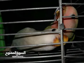  3 فرخين روز لون ازرق واخضر