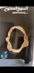  4 إطار فك المفترس نادر للبيع. القرش.     Jaws frame for sale. Shark
